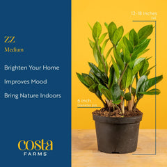 Costa Farms ZZ Plant stem and leaf detail showing sturdy architectural form