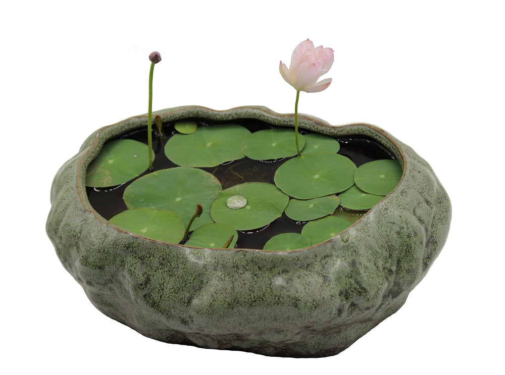 Cotta Planters front view showing shallow lotus pot and aesthetic appeal