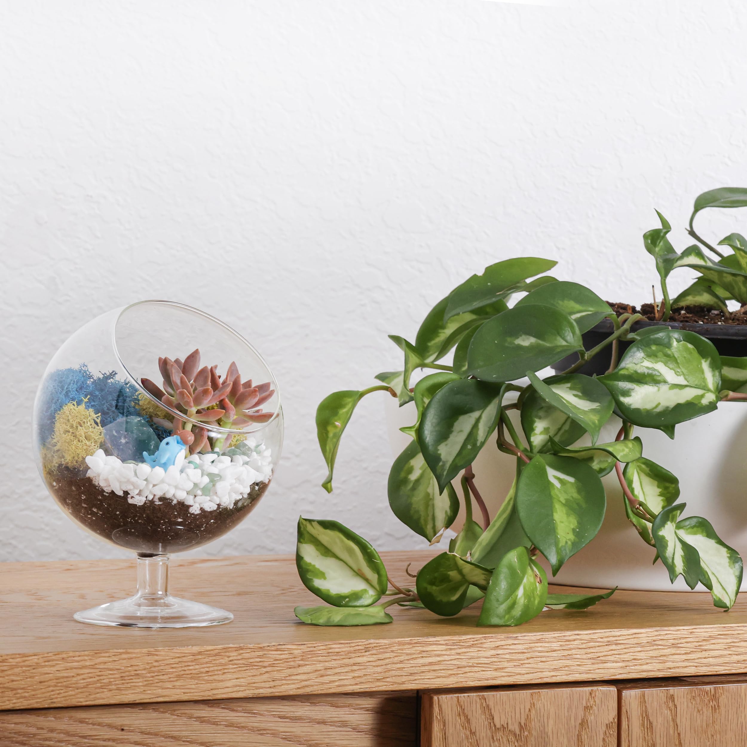 Creations by Nathalie terrarium staged on shelf offering stylish home décor accent