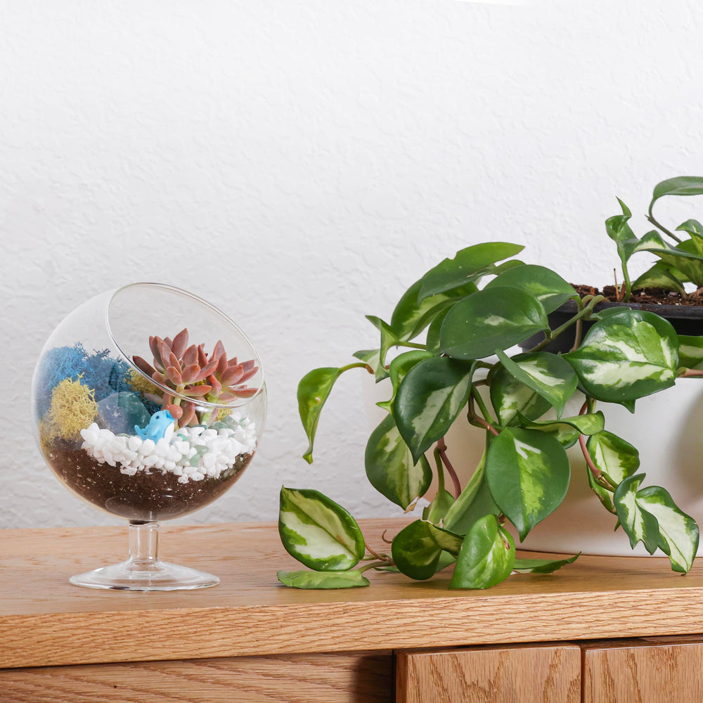 Creations by Nathalie terrarium staged on shelf offering stylish home décor accent