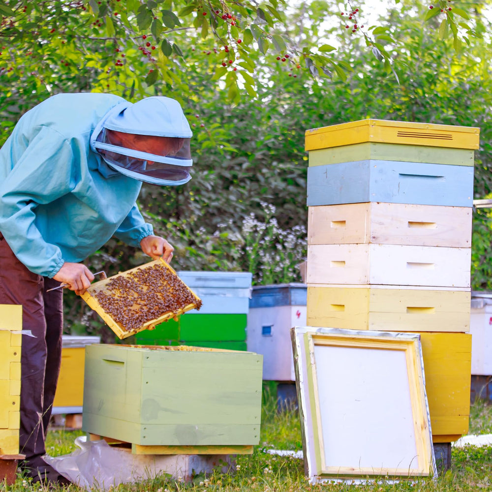 CroBlissful hive setup in backyard apiary demonstrating practical placement and scale