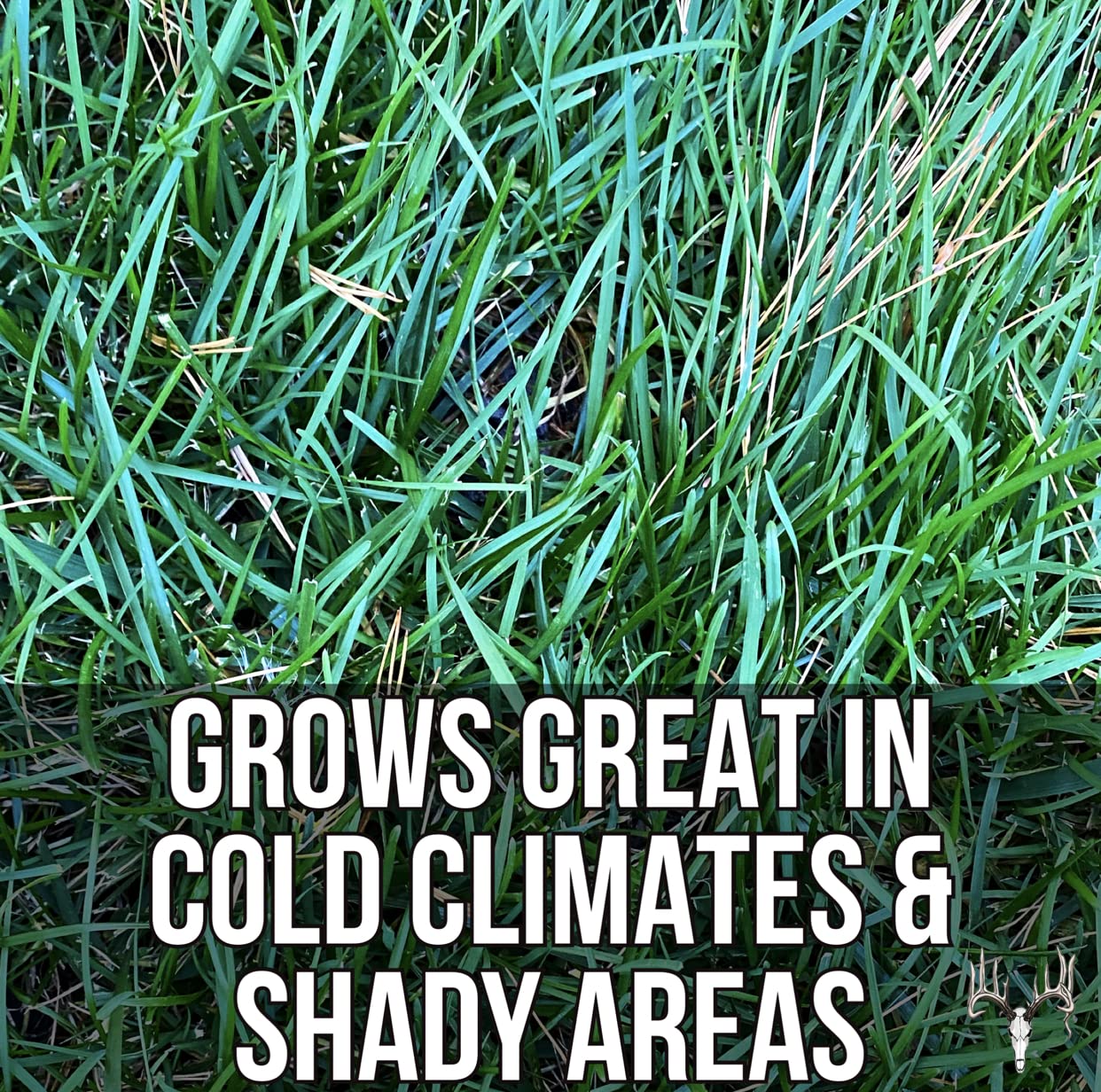 Crooked Bend lawn in backyard lifestyle showing attractive turf