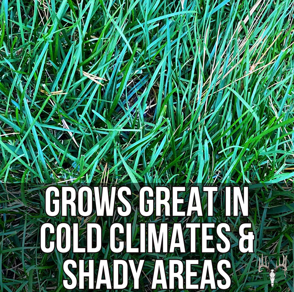 Crooked Bend lawn in backyard lifestyle showing attractive turf