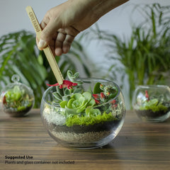 Cute Farms preserved moss close-up showing texture and lasting color for instant terrarium topdress