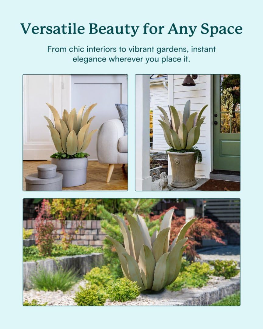 Cyan Oasis agave next to chair showing scale and easy garden integration