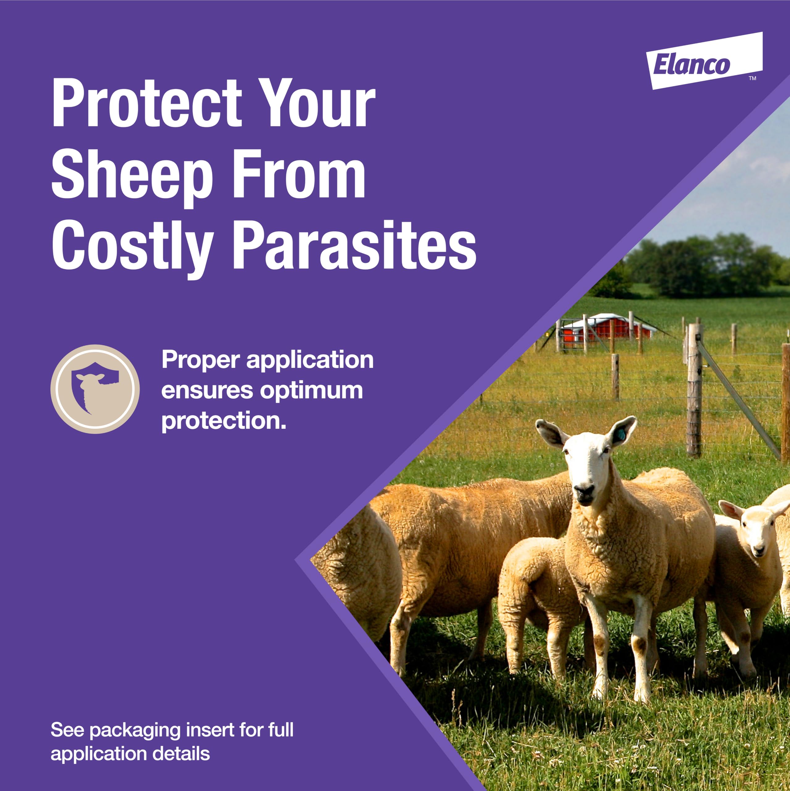 Elanco Cydectin being administered to a sheep showing proper drenching technique and safety