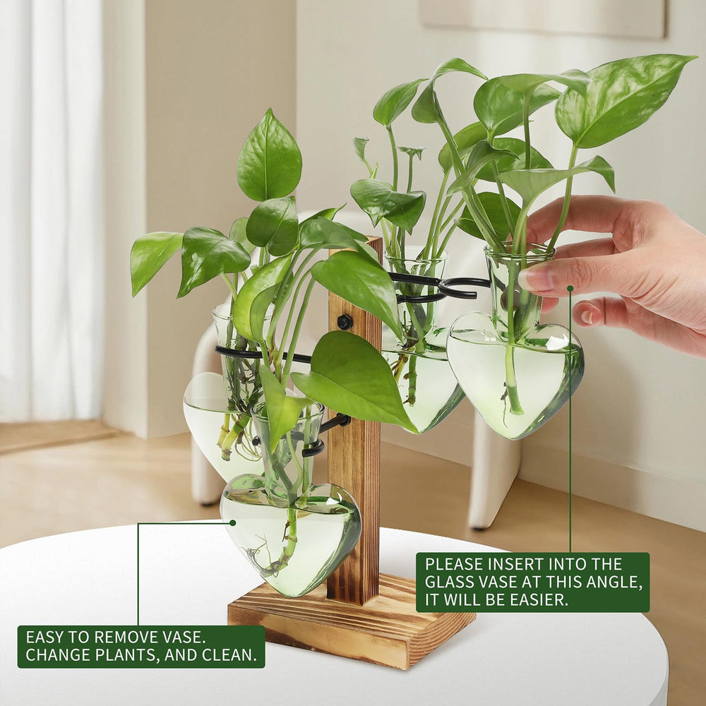 CYZglass bottles in use with visible roots showing propagation progress