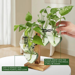 CYZglass bottles in use with visible roots showing propagation progress