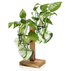 CYZglass front view with wooden stand showing neat display and easy rooting