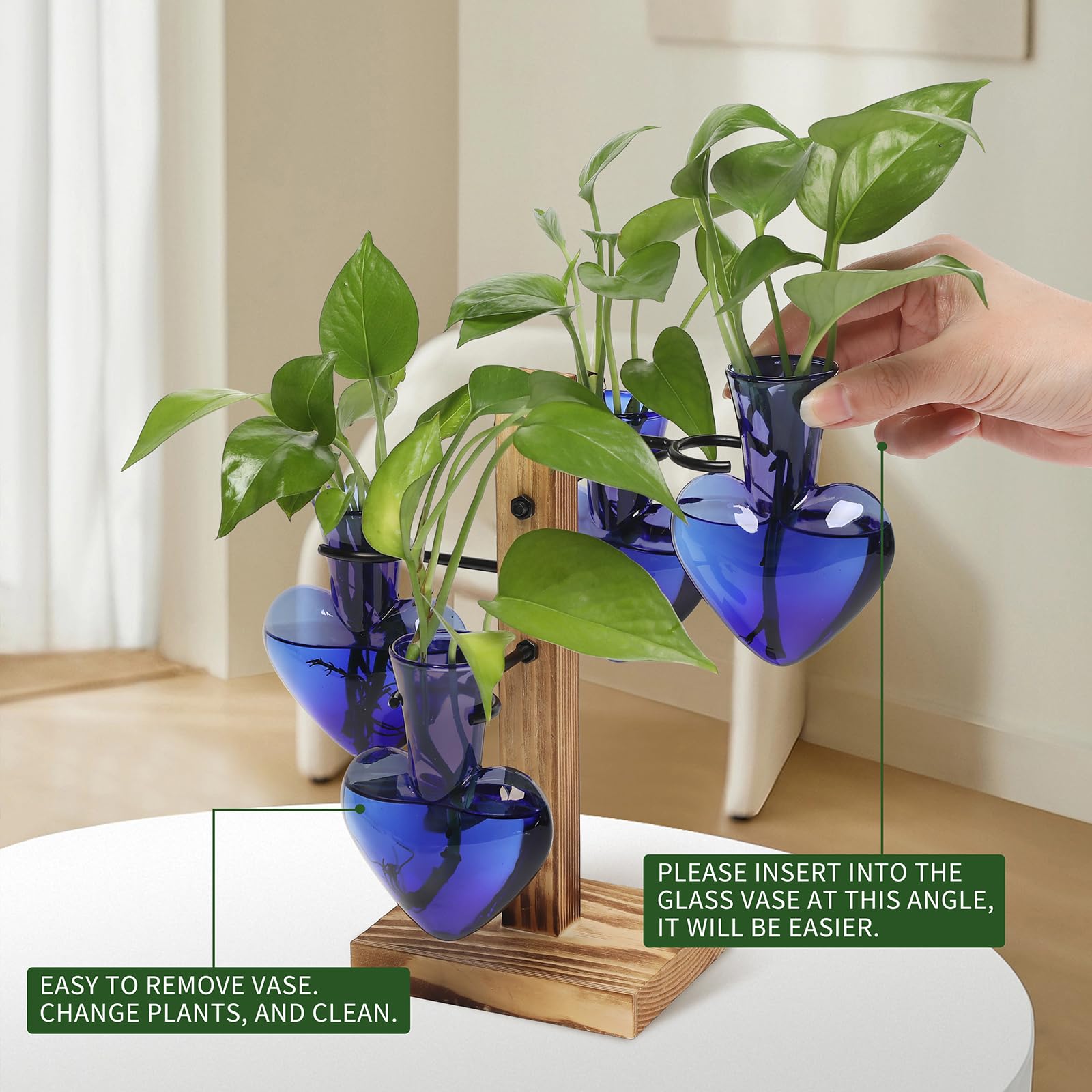 CYZglass propagation station in use with plant cuttings rooting visibly to encourage healthy growth