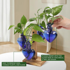 CYZglass propagation station in use with plant cuttings rooting visibly to encourage healthy growth