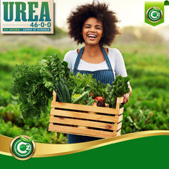 diluted Cz Garden urea solution in watering can for quick liquid feeding advantage