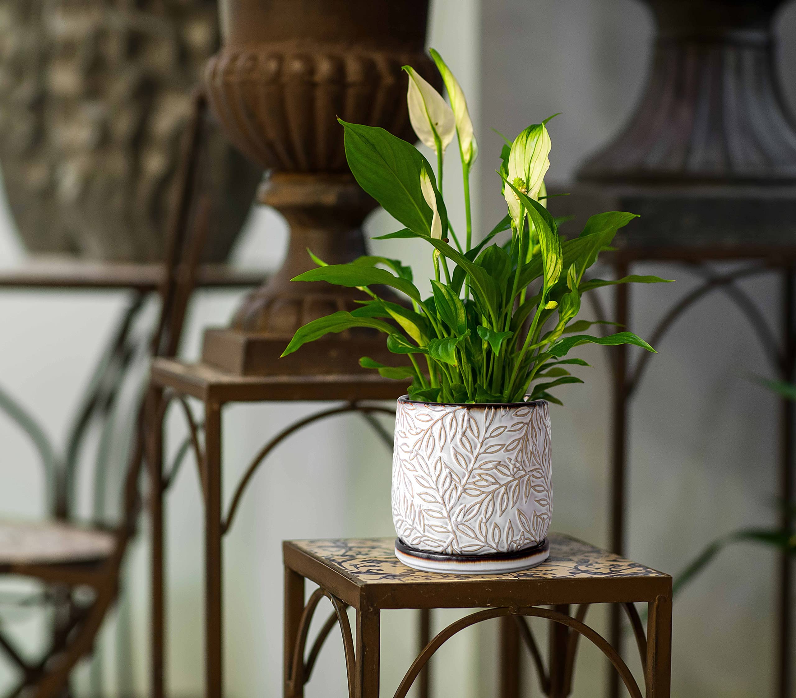 D'vine Dev planter with succulent inside, compact container promotes healthy plant growth