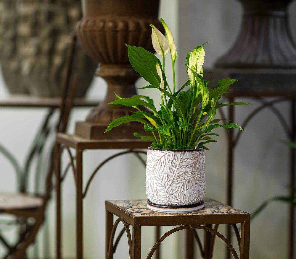 D'vine Dev planter with succulent inside, compact container promotes healthy plant growth