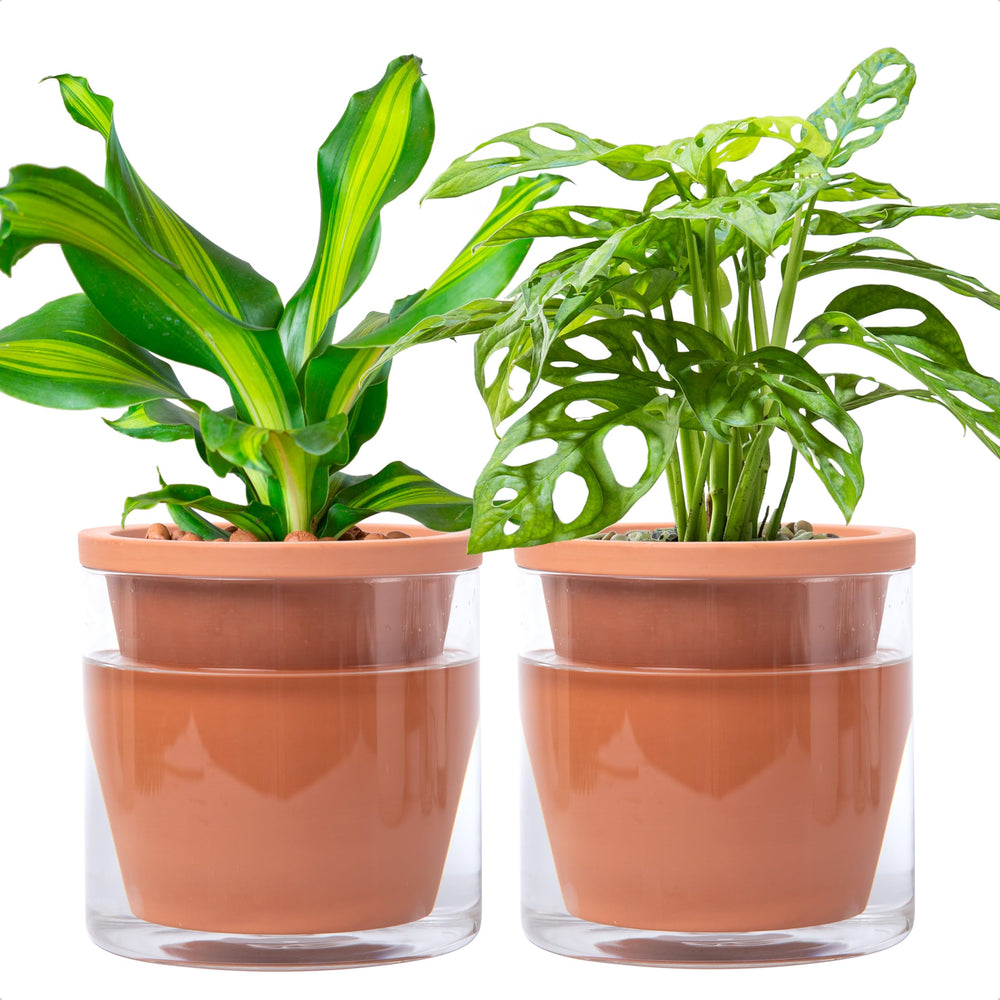 D'vine Dev front view of two terracotta planters showing clean tabletop appeal