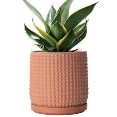 D'vine Dev front view of terracotta pot showing clean profile and decor benefit