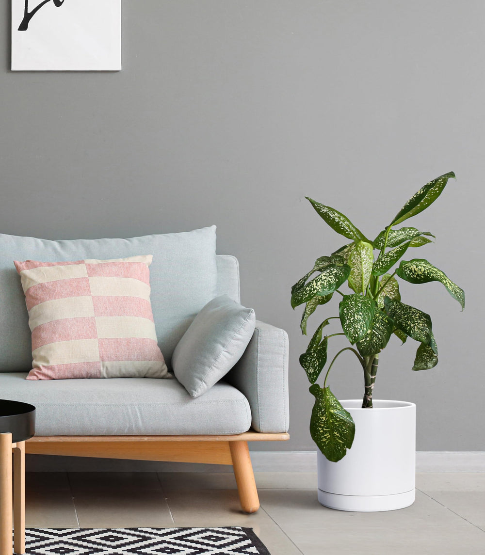 D'vine Dev planter in use with a leafy plant showing instant room styling benefit