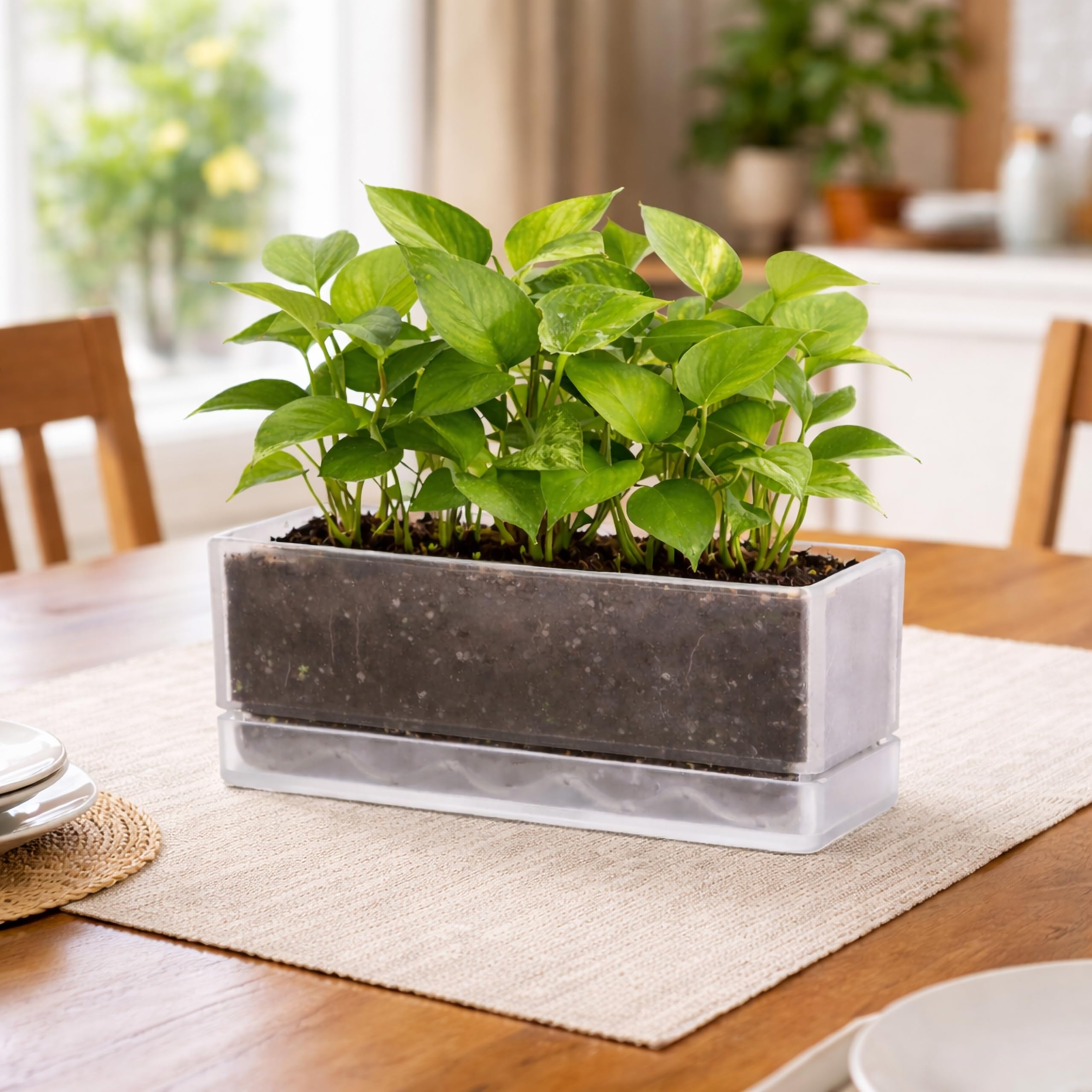 D'vine Dev in a modern kitchen setting showing decorative appeal and functional gardening benefit