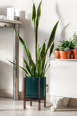 D'vine Dev walnut wood stand detail showing sculptural grain and sturdy support