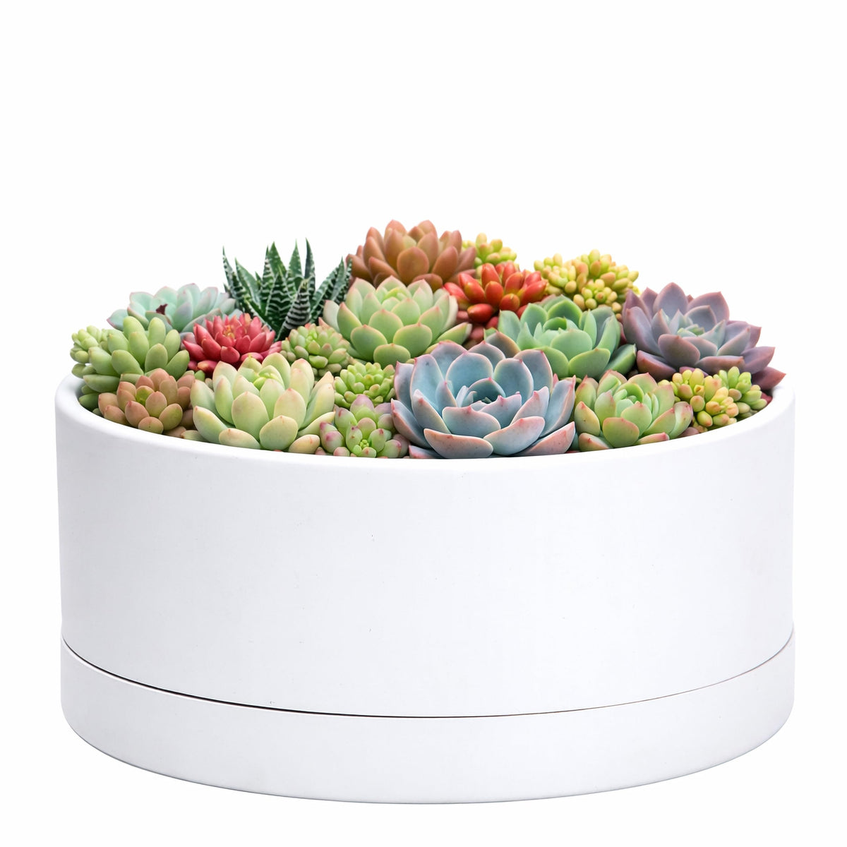 D'vine Dev front view of white 10-inch planter showcasing minimalist design and durability