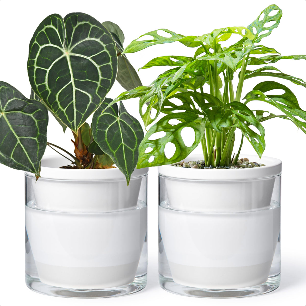 D'vine Dev front view white terracotta planter showing clean modern shape and benefit of tidy display