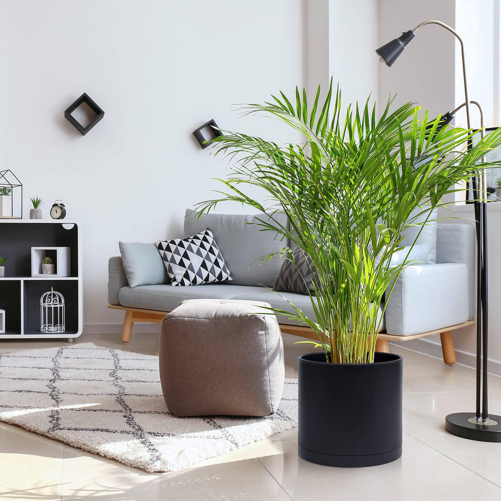 D'vine Dev maceta con planta en interior, solución estética y funcional
