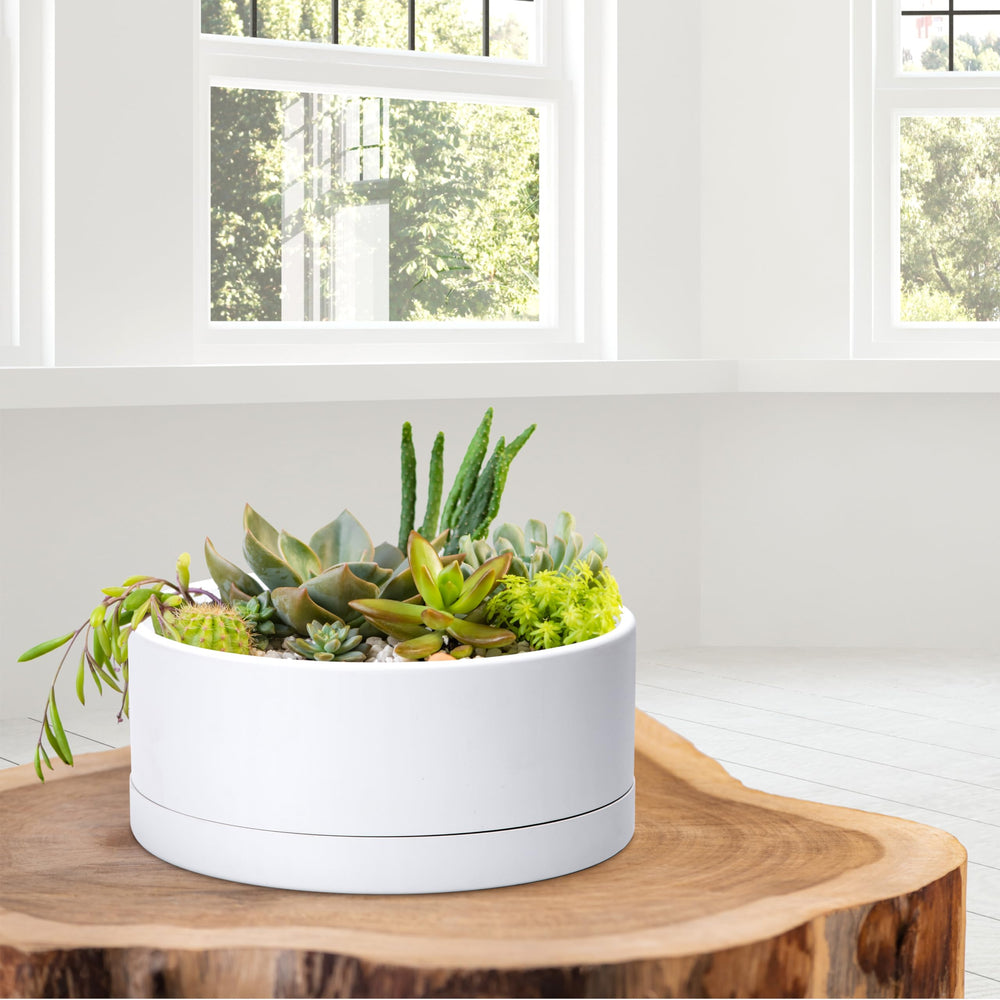 D'vine Dev side profile showing shallow 4.5-inch depth suitable for bonsai