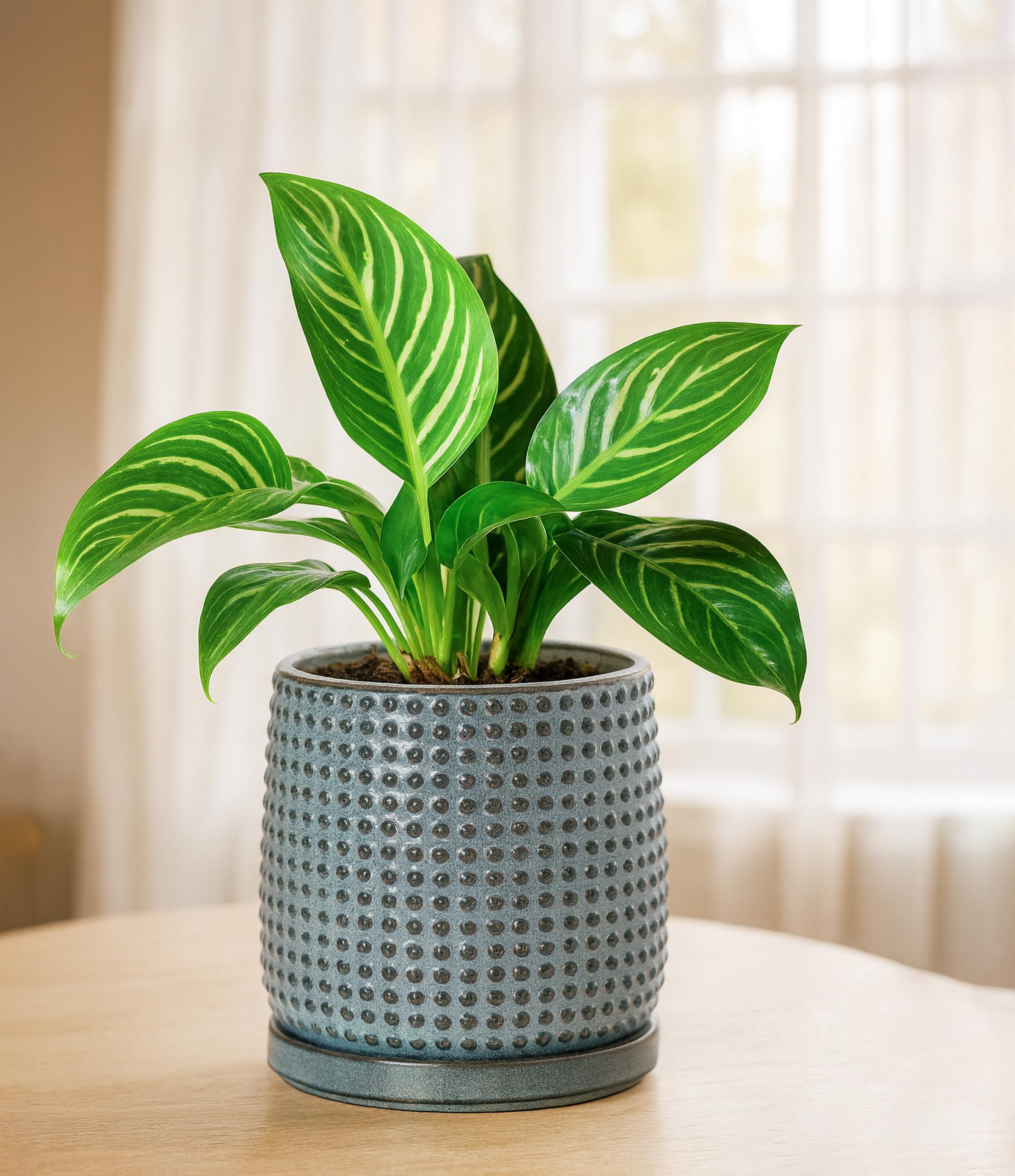 D'vine Dev pot held in hand showing size scale and convenient tabletop fit