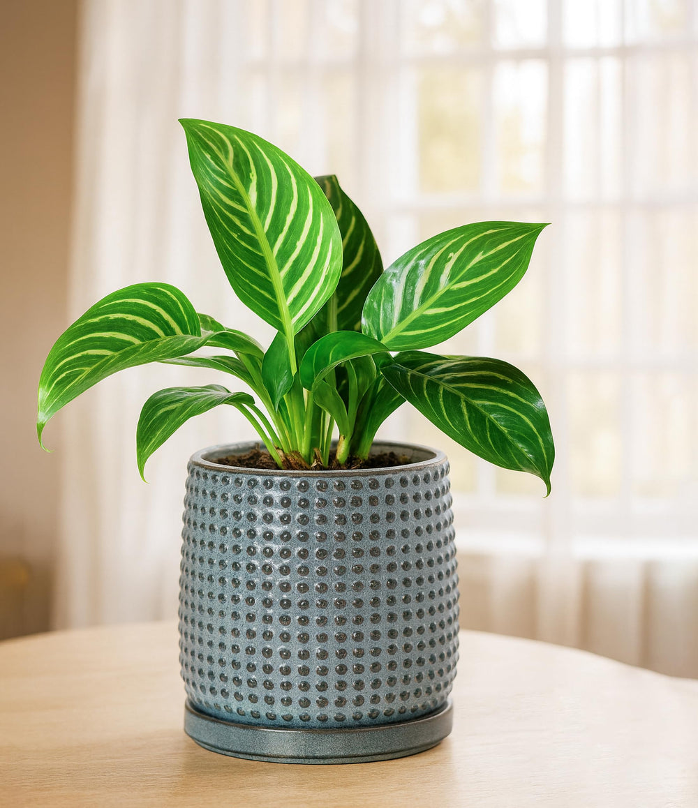 D'vine Dev pot held in hand showing size scale and convenient tabletop fit