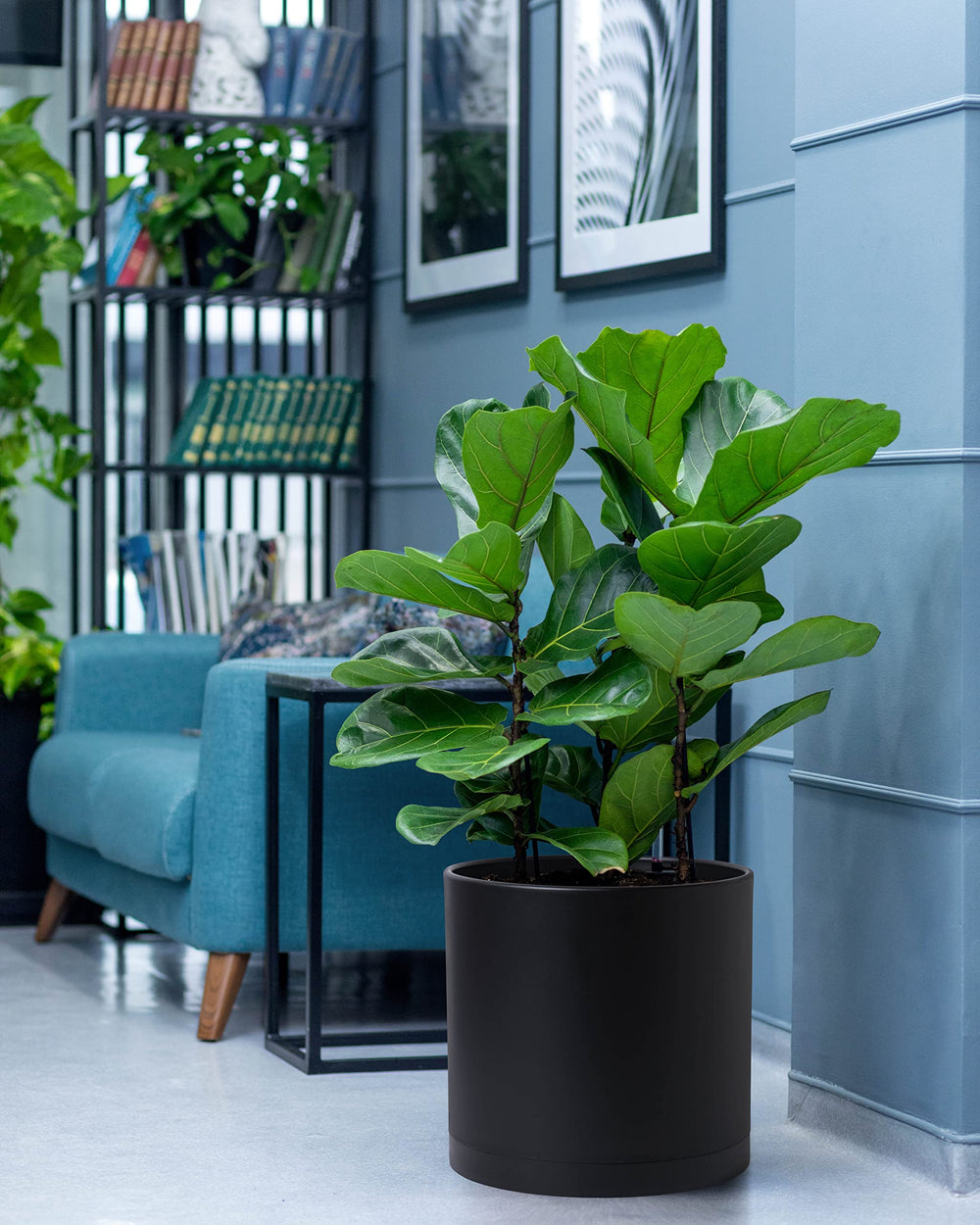 D'vine Dev maceta en terraza moderna, protege superficies y facilita riego