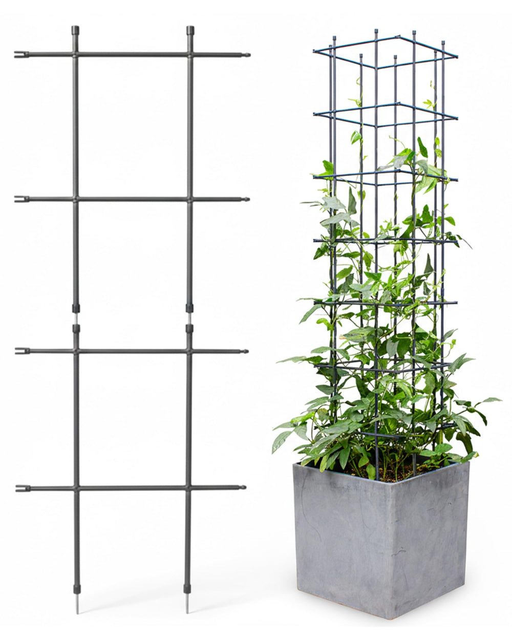 DAIM front view of assembled trellis showing neat support and improved plant display