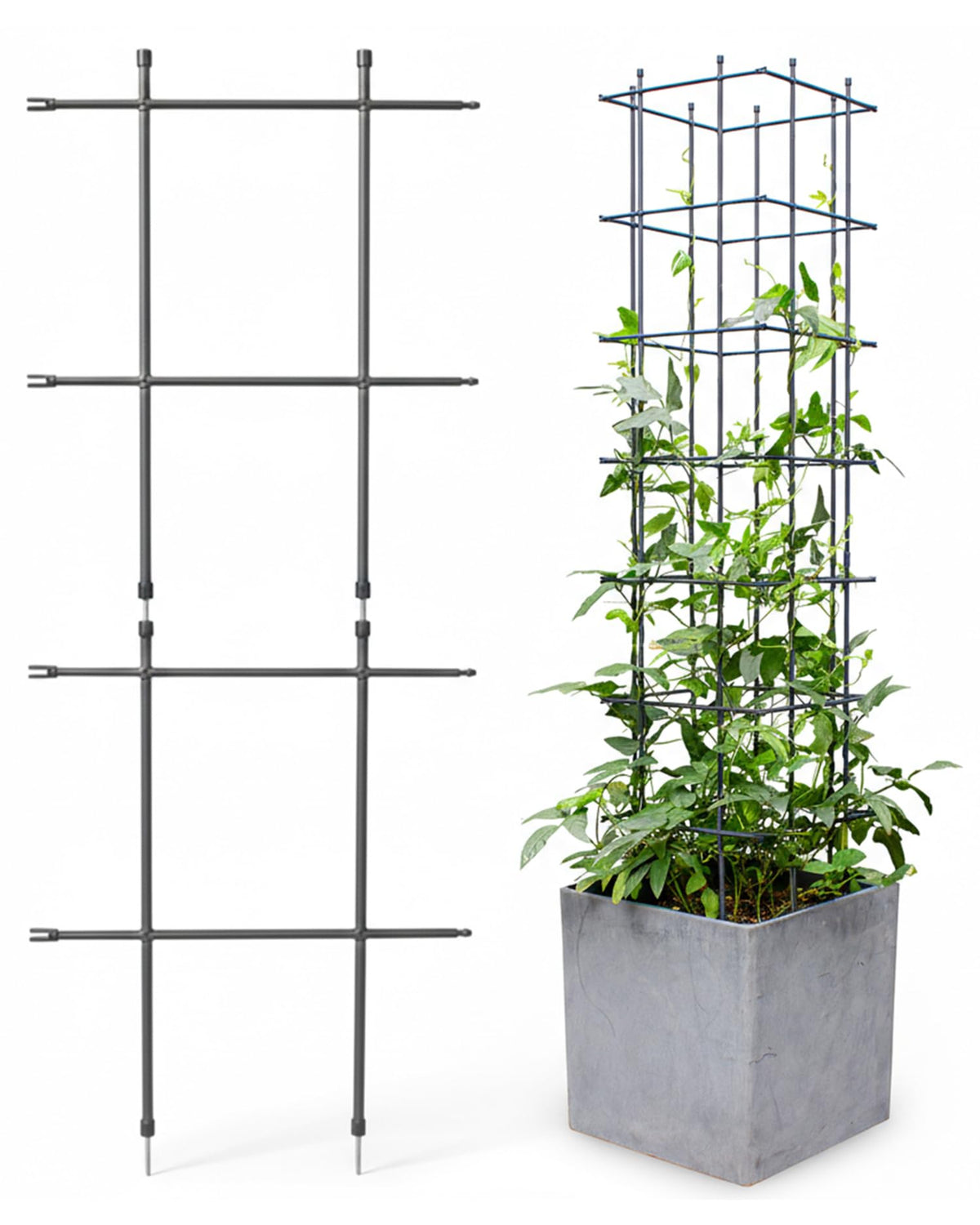 DAIM front view of assembled trellis showing neat support and improved plant display