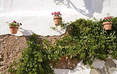 Darware planters mounted on a fence demonstrating outdoor styling and space-saving benefit