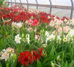 Daylily Nursery close-up of a single amaryllis bulb showing firm texture and planting readiness
