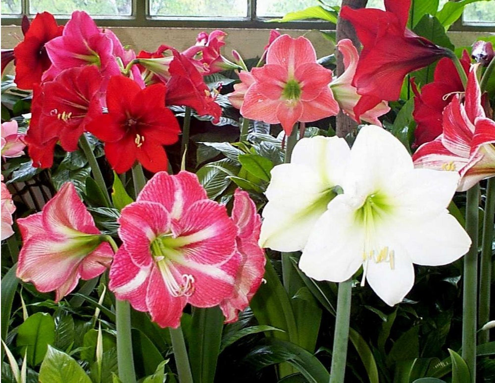 Daylily Nursery front-packaging view showing three amaryllis bulbs ready to gift