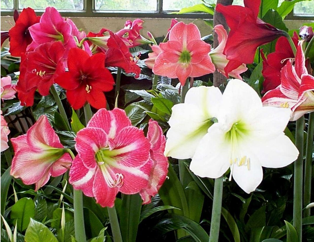 Daylily Nursery front-packaging view showing three amaryllis bulbs ready to gift