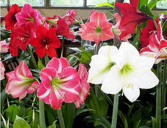 Daylily Nursery front-packaging view showing three amaryllis bulbs ready to gift