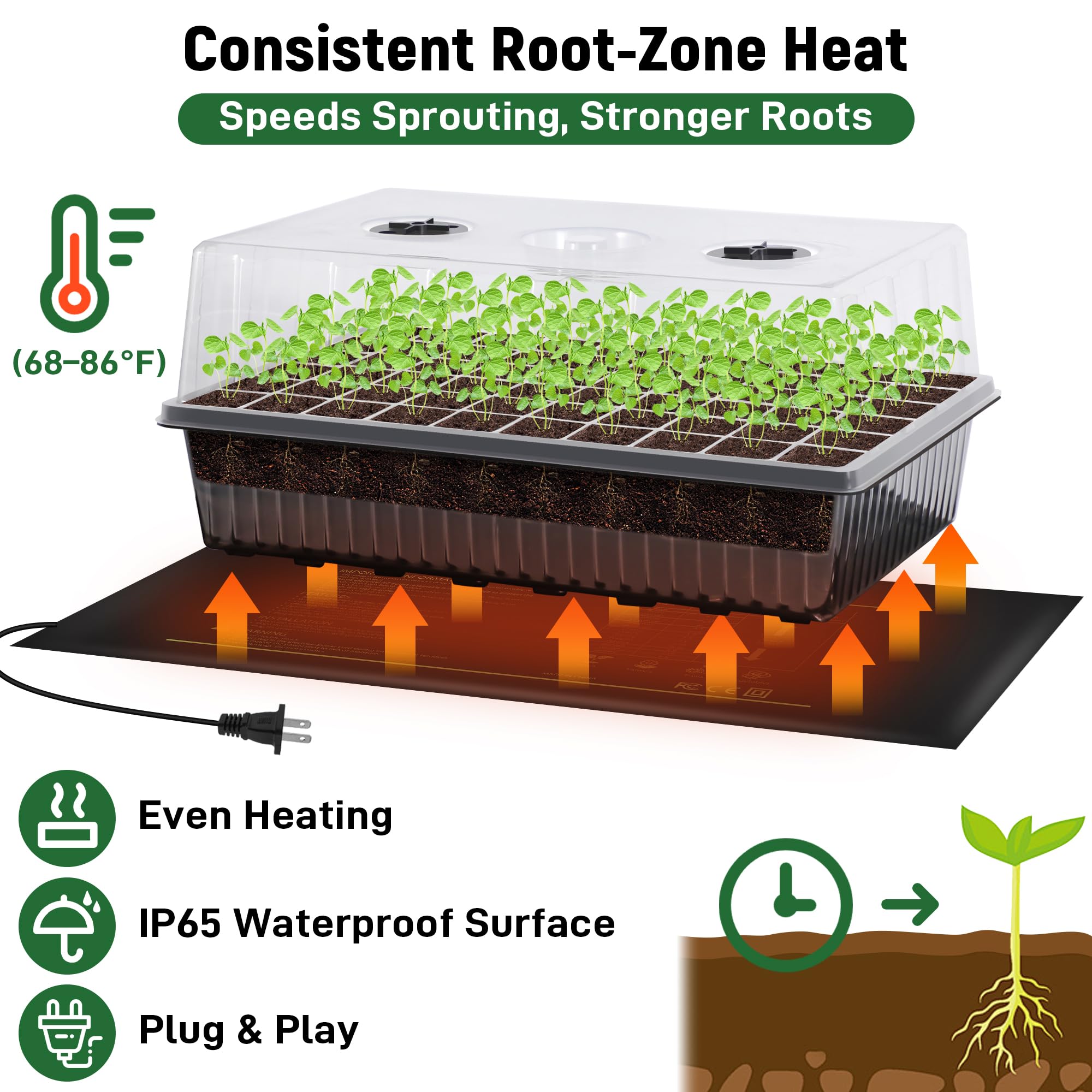 DazSpirit young seedlings in cells showing healthy growth and benefit of even moisture