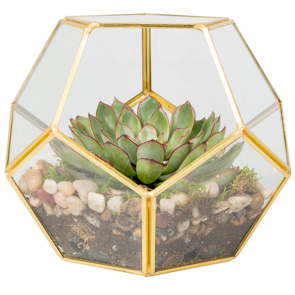 D'Eco glass gold sphere front view showing clean glass and gold accents for elegant display