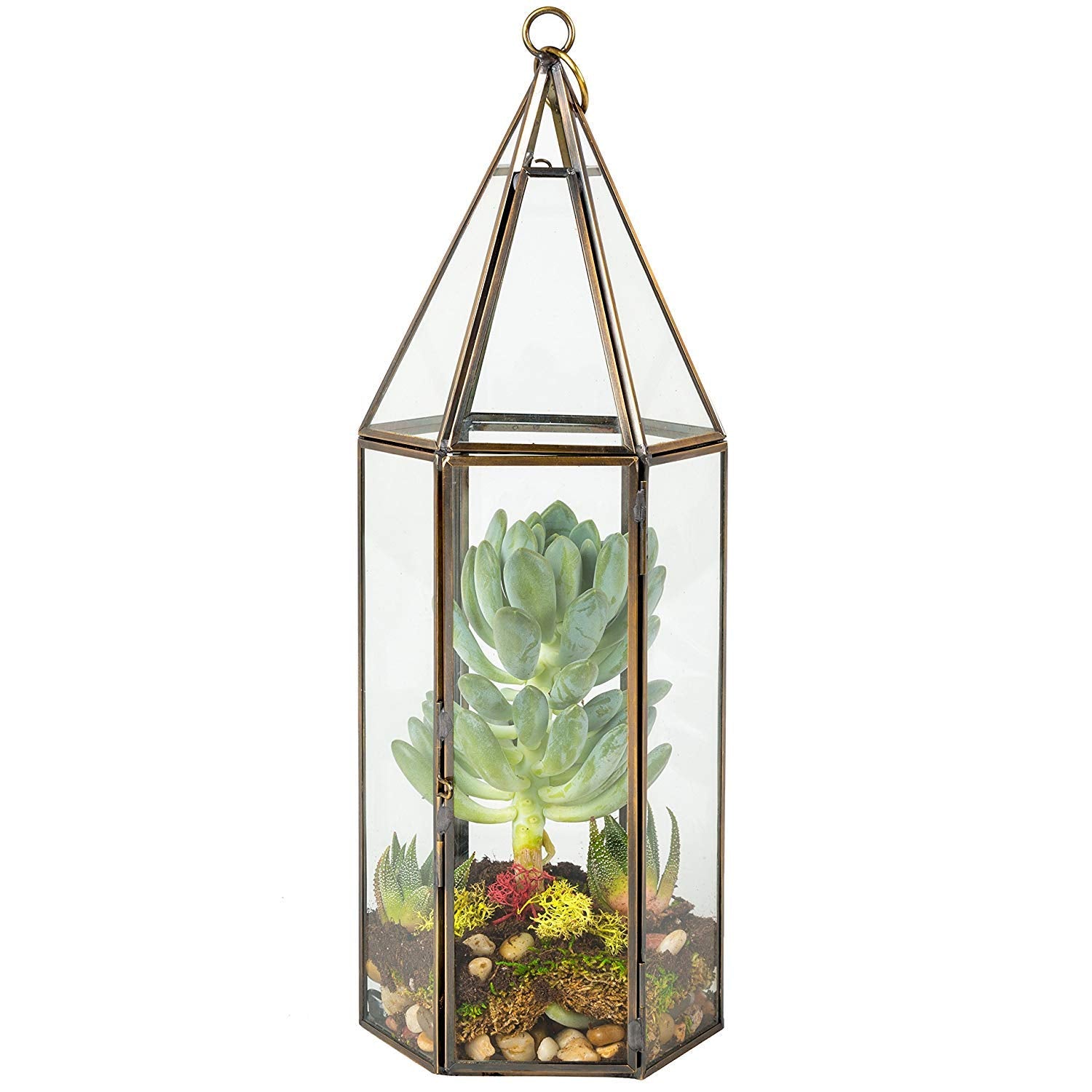 D'Eco glass hexagon terrarium front view showing geometric clarity and display benefit