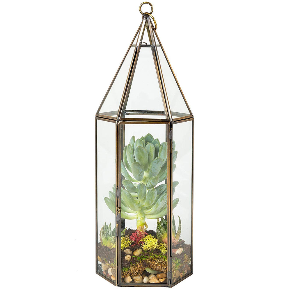 D'Eco glass hexagon terrarium front view showing geometric clarity and display benefit