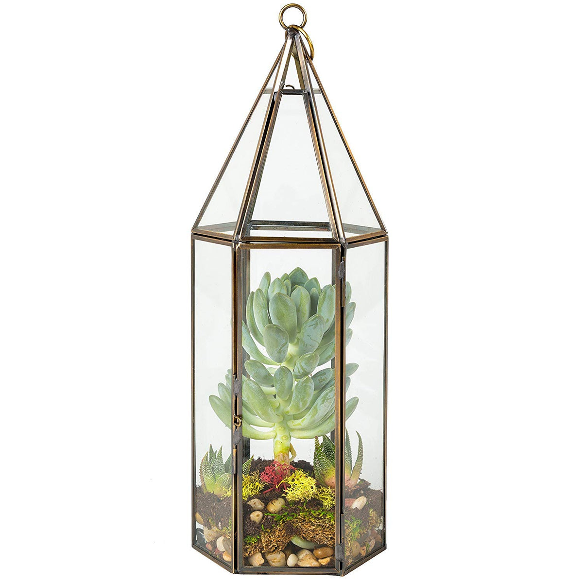 D'Eco glass hexagon terrarium front view showing geometric clarity and display benefit