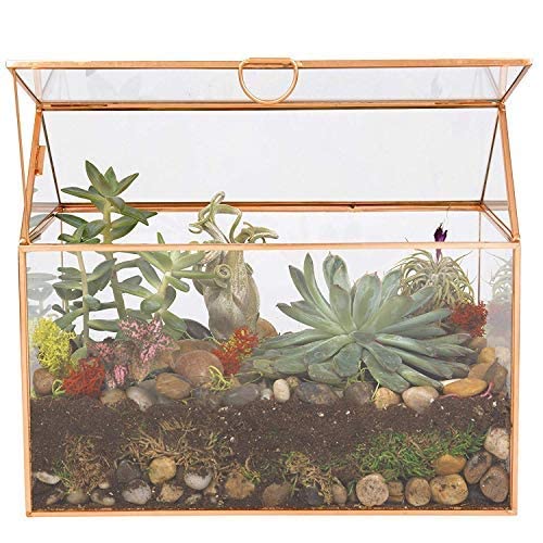 D'Eco glass house front view showing compact centerpiece appeal