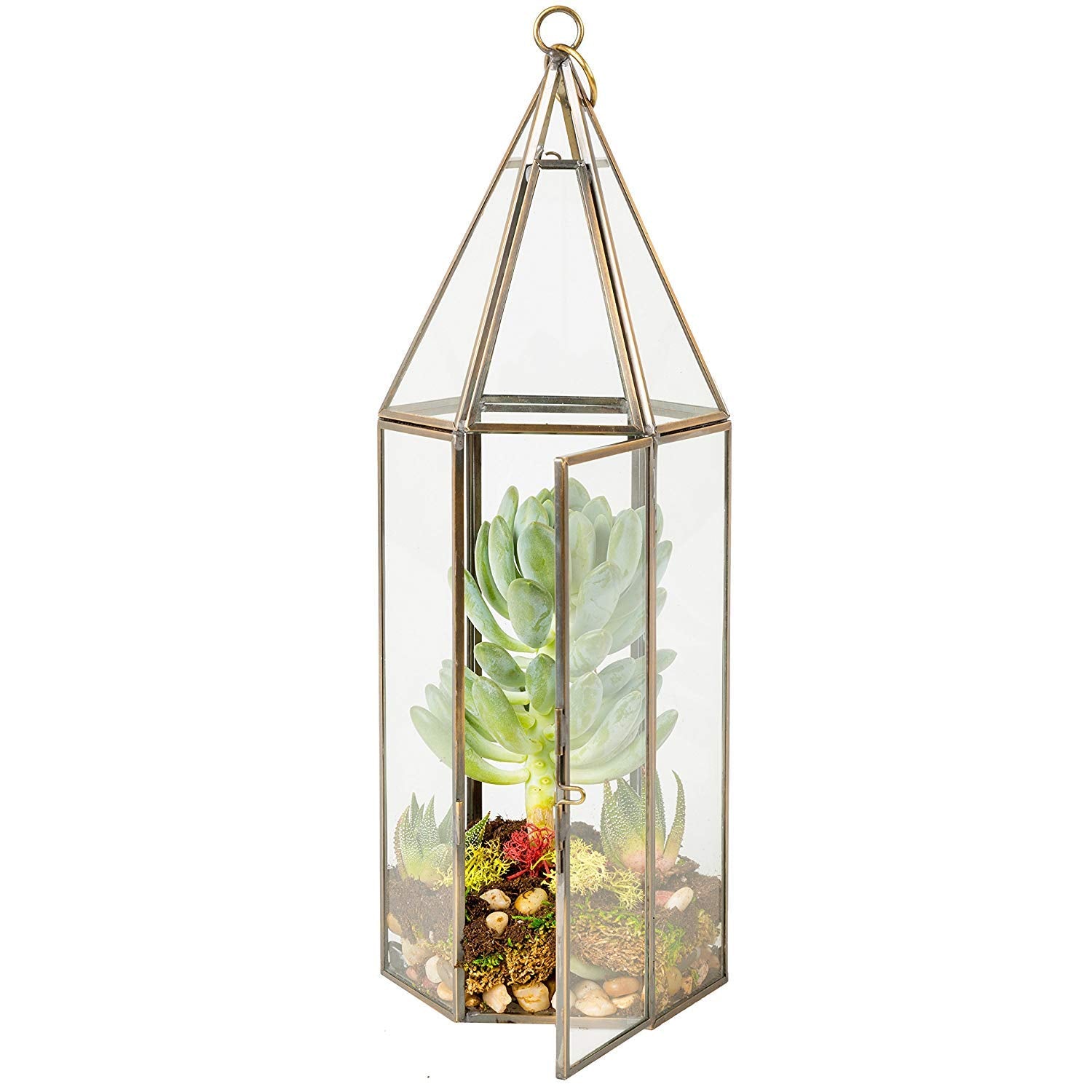 D'Eco terrarium size comparison on table showing scale and tabletop suitability