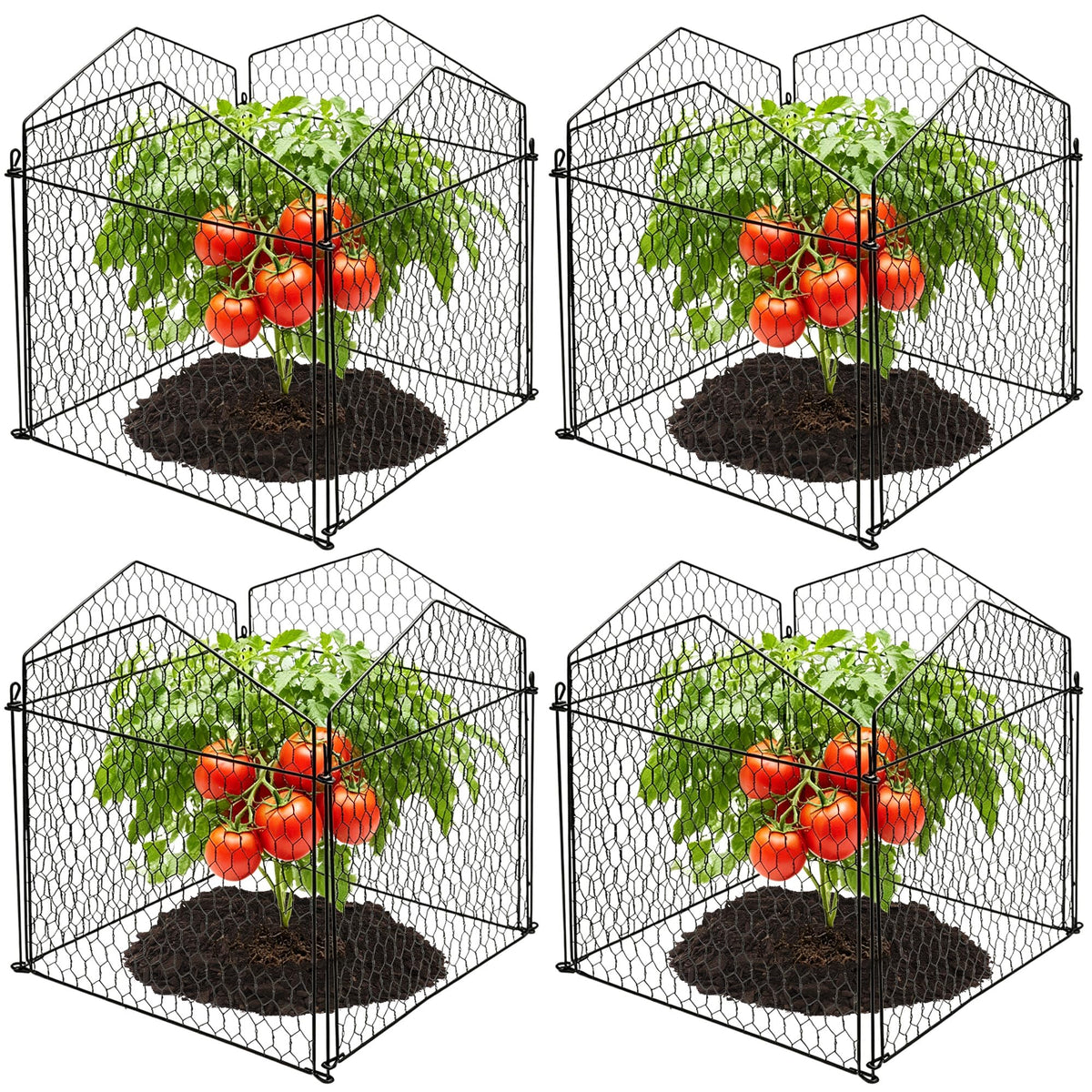 DECOHS front view of assembled cloche protecting seedling, neat garden protection