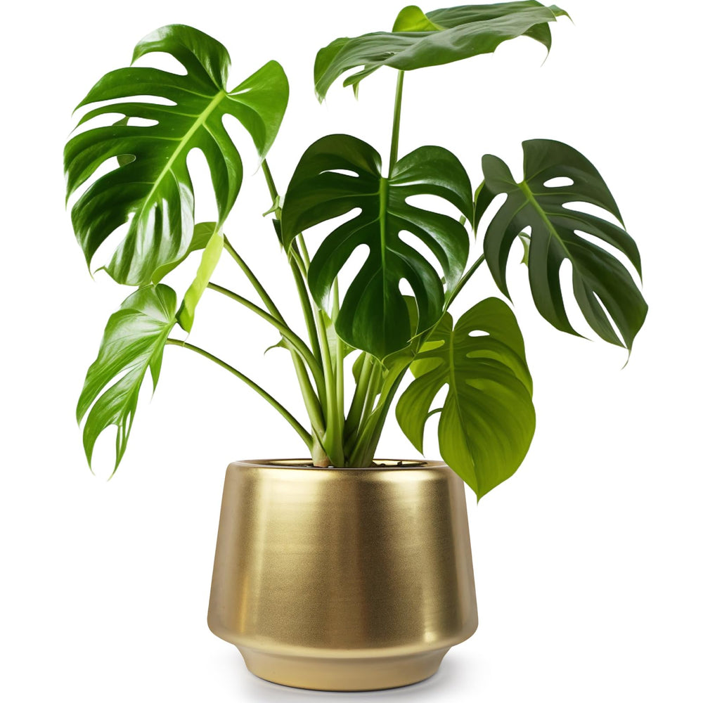 Decor Trends gold pot top-down view displaying planting space and 7.1 inch diameter