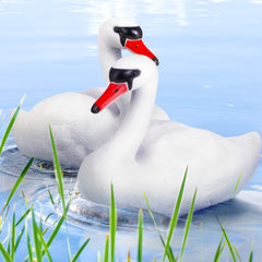 Deekin swan front view floating on water for realistic pond decoration