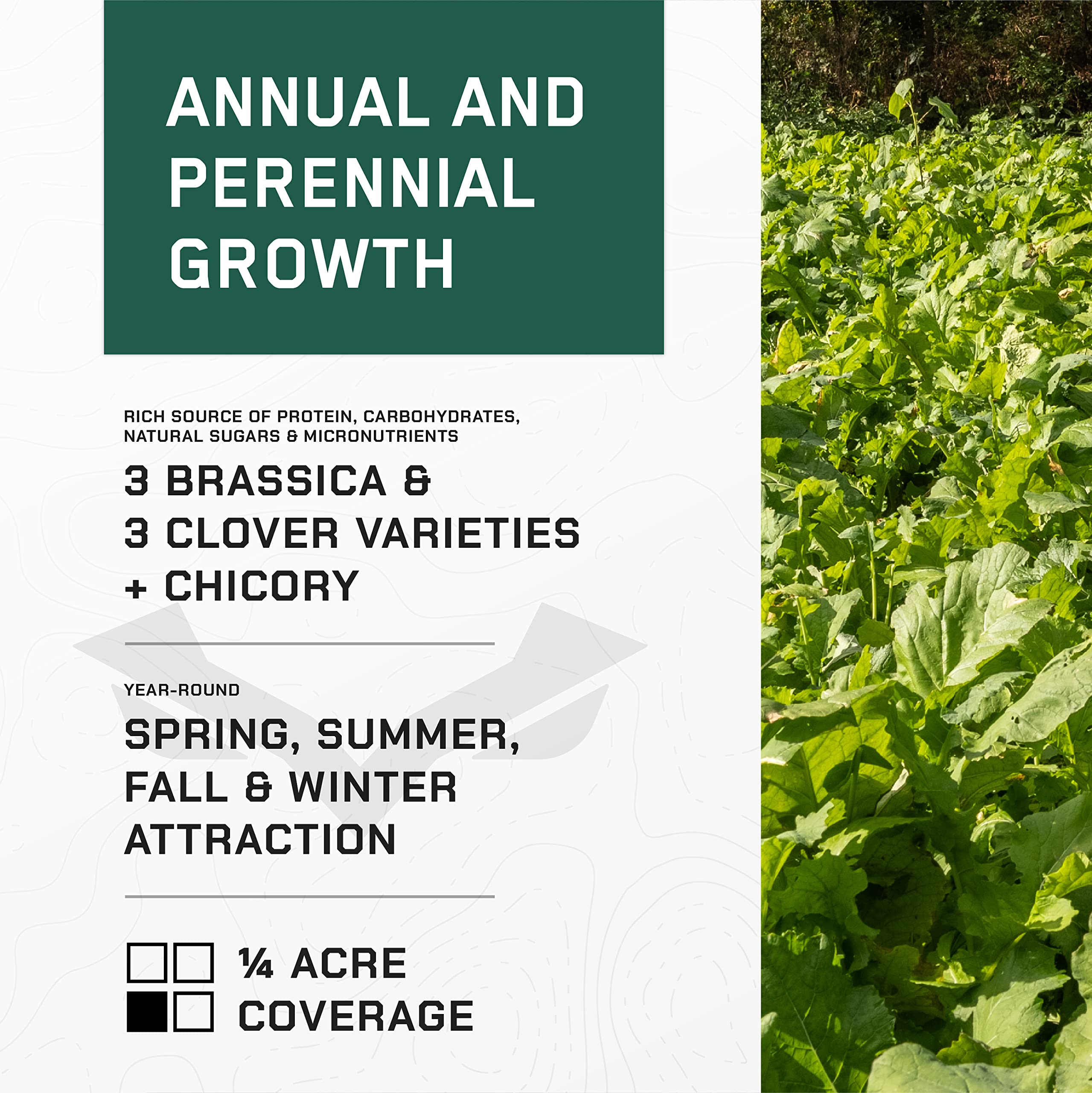 Deer Society established food plot in spring showing lush forage attracting deer