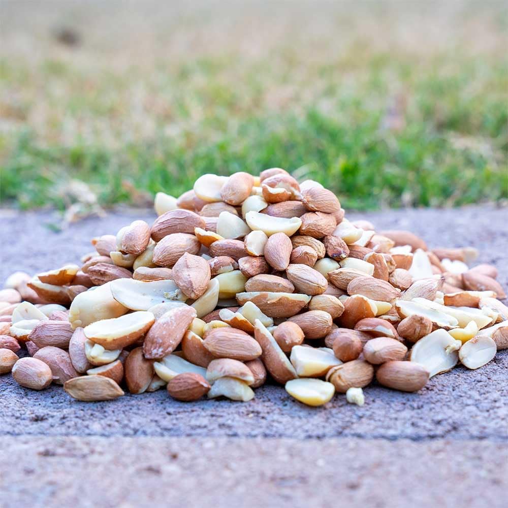 Desert Valley Supply peanuts in mesh feeder attracting a blue jay and increasing visits