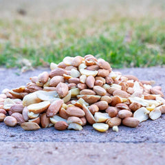 Desert Valley Supply peanuts in mesh feeder attracting a blue jay and increasing visits